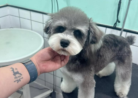 比熊 泰迪 雪纳瑞犬修建美容教程-斑驳蓝